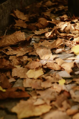 Herbstliche Bastelprojekte